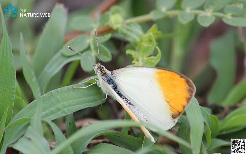 Yellow Orange Tip